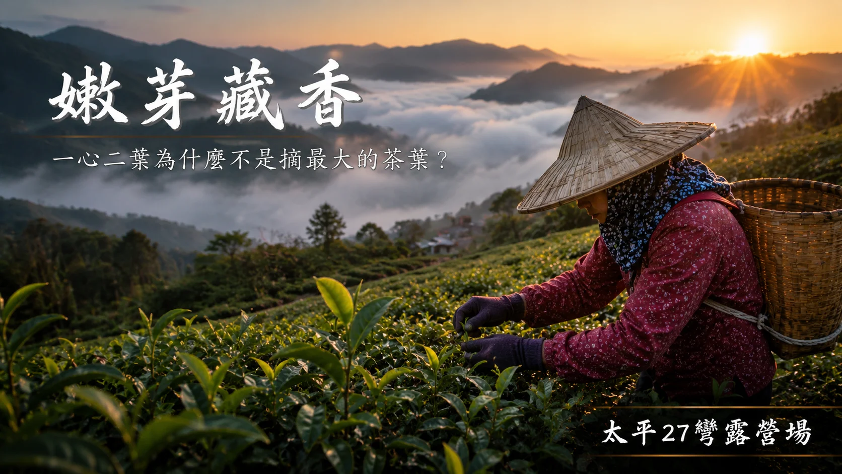 【嫩芽藏香】一心二葉為什麼不是摘最大的茶葉? 【嫩芽藏香】一心二葉為什麼不是摘最大的茶葉?