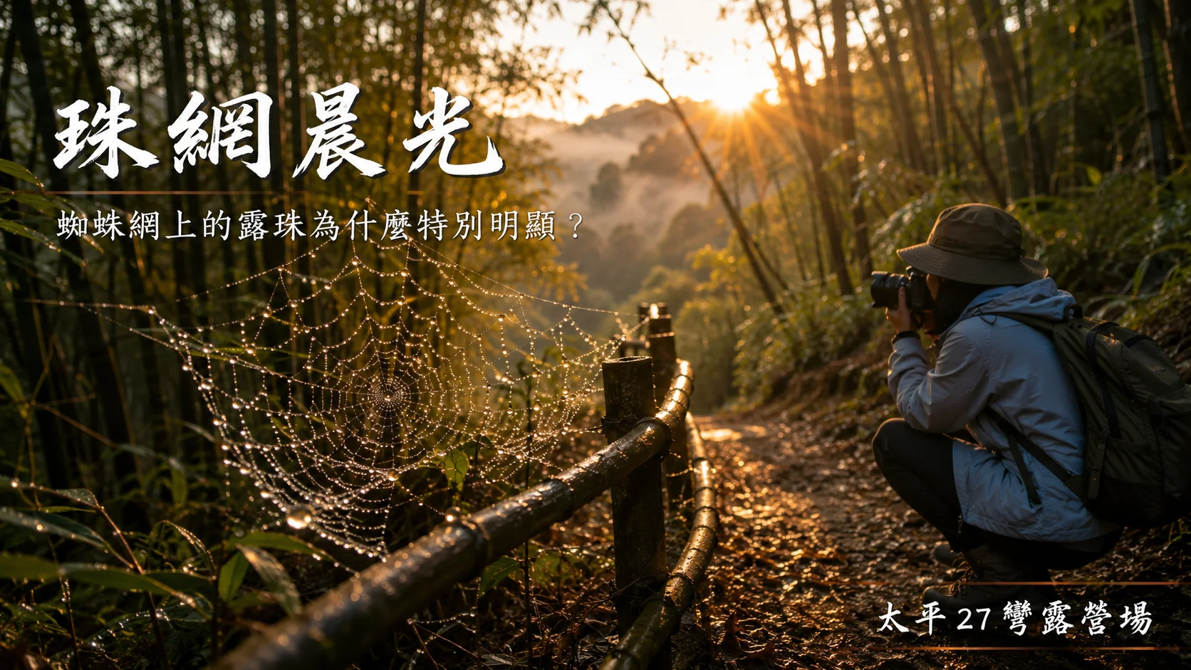 【珠網晨光】蜘蛛網上的露珠為什麼特別明顯? 【珠網晨光】蜘蛛網上的露珠為什麼特別明顯?
