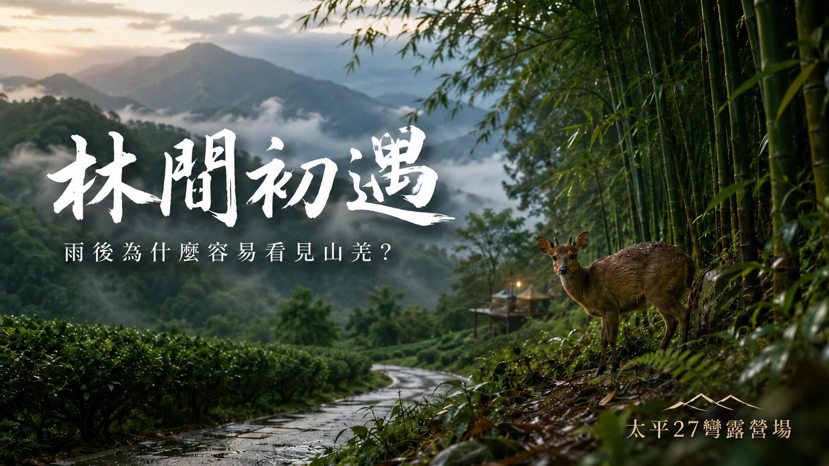 【林間初遇】雨後為什麼容易看見山羌？