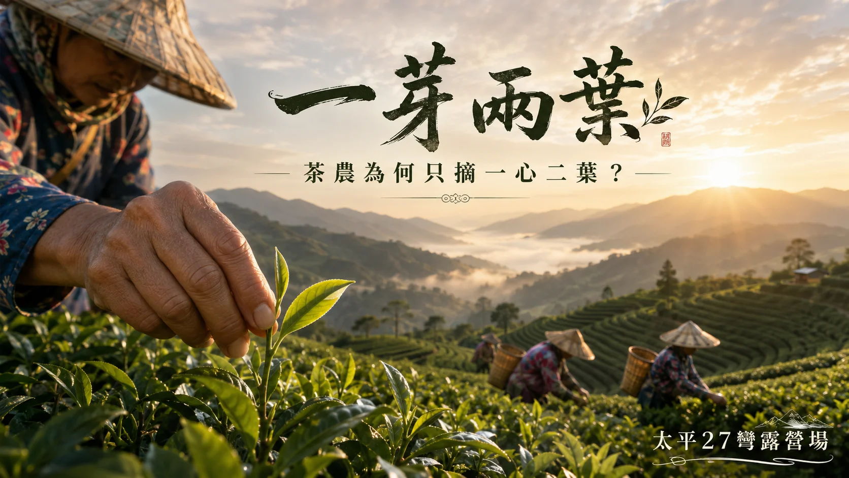 【一芽兩葉】茶農為何只摘一心二葉? 【一芽兩葉】茶農為何只摘一心二葉?