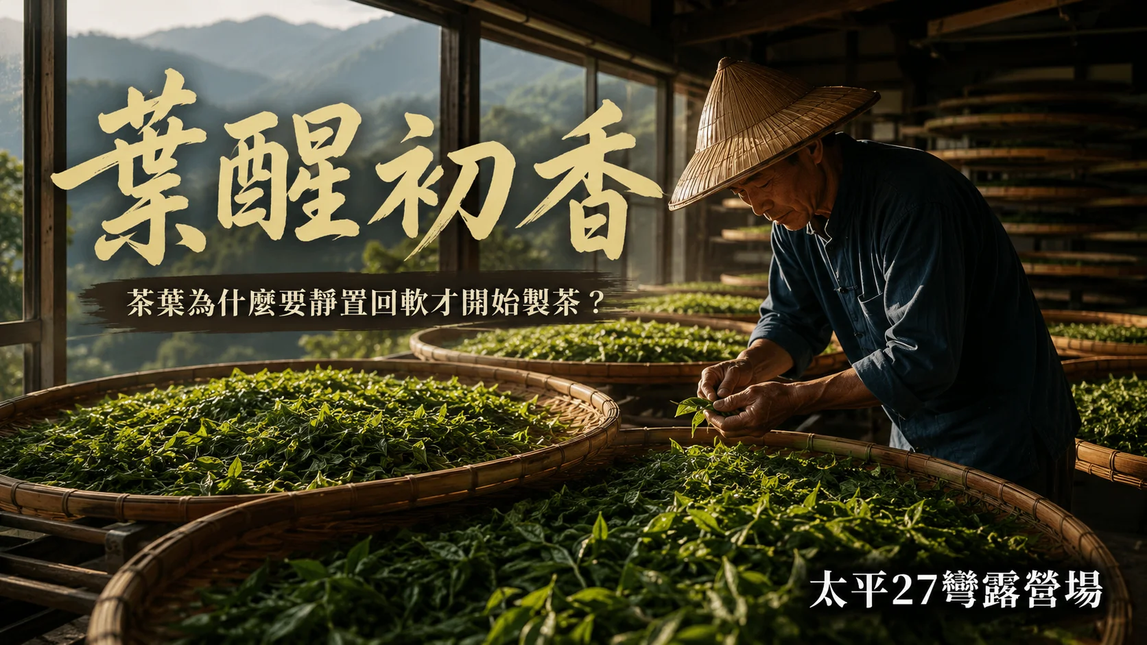 【葉醒初香】茶葉為什麼要靜置回軟才開始製茶? 【葉醒初香】茶葉為什麼要靜置回軟才開始製茶?